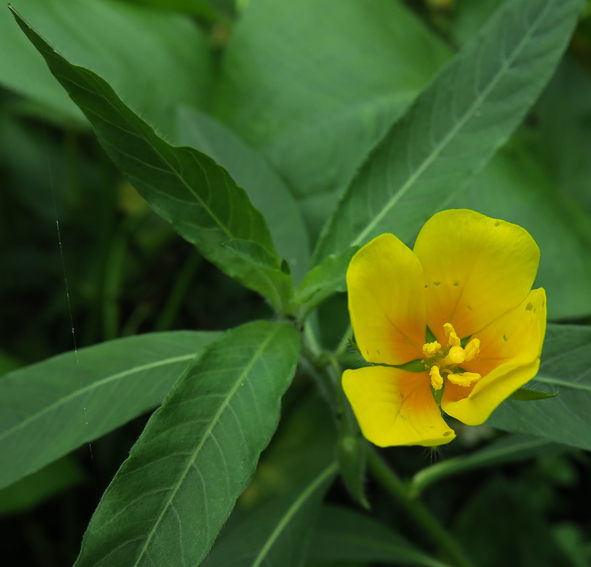 Ludwigia11