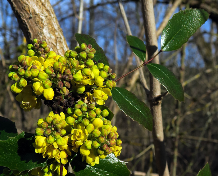 Mahonia1a