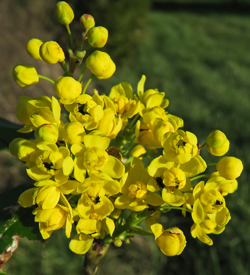 Mahonia1b