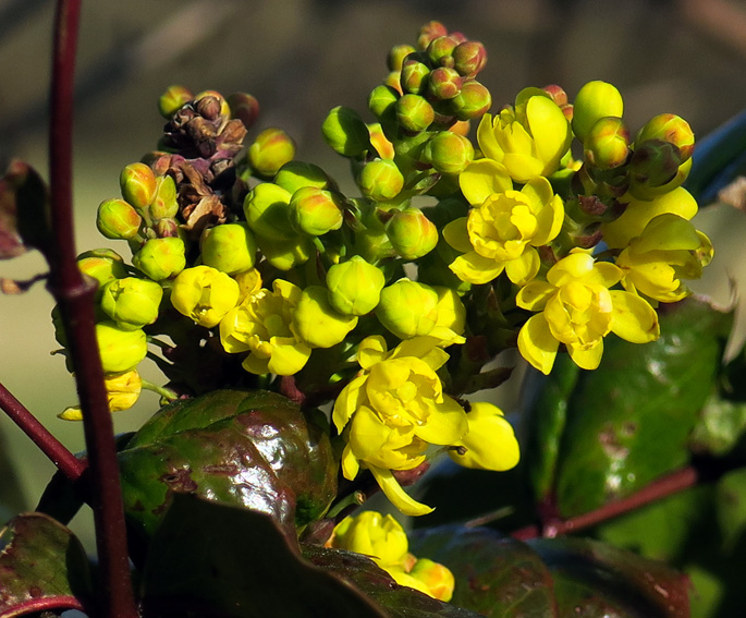 Mahonia2a