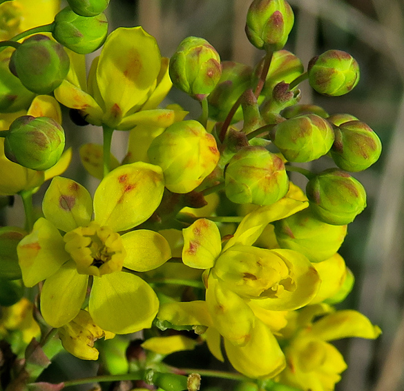 Mahonia2b