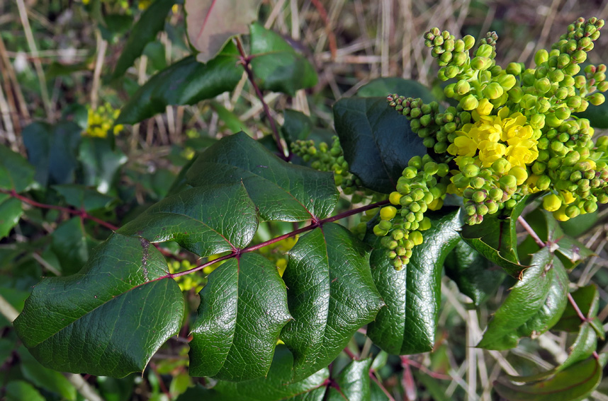 Mahonia1