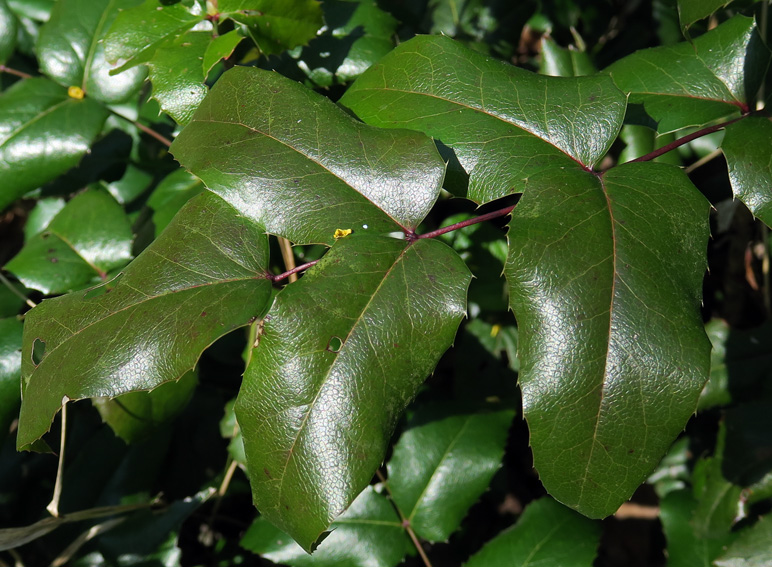 Mahonia2