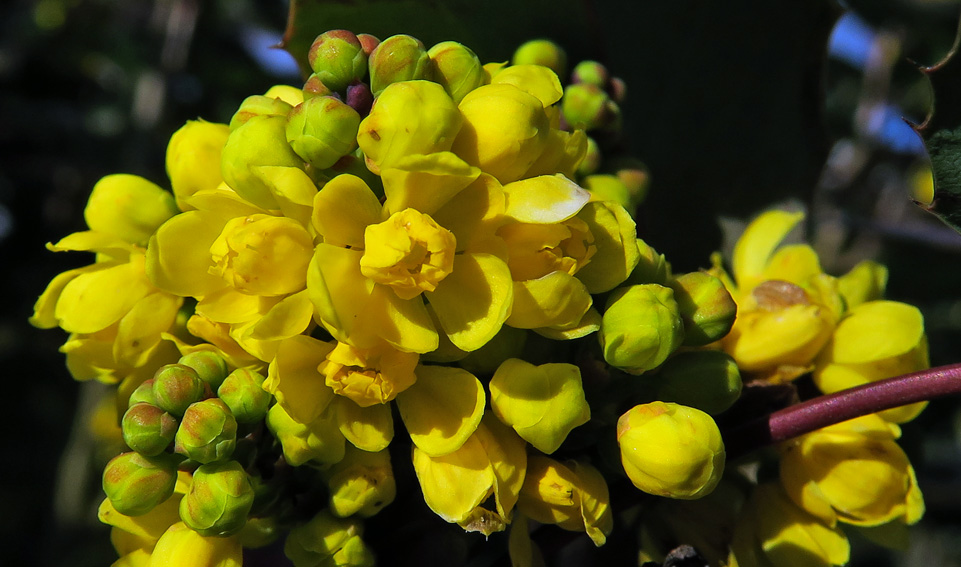 Mahonia3