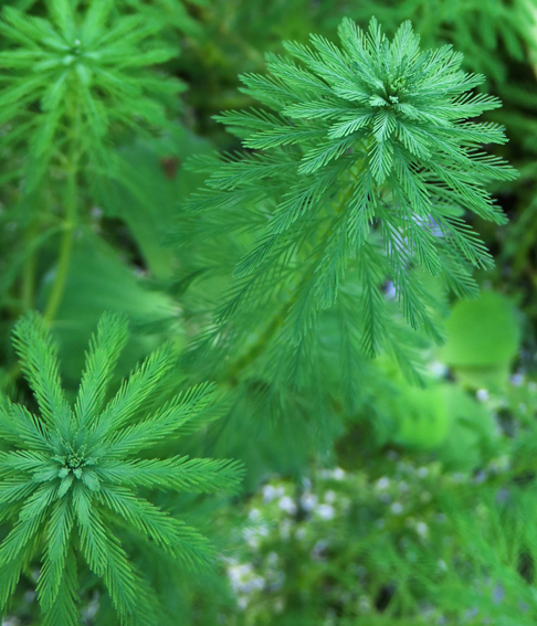 Myriophyllum4