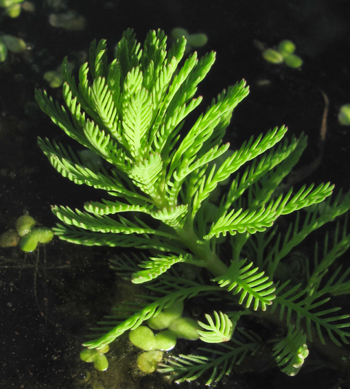 Myriophylle3