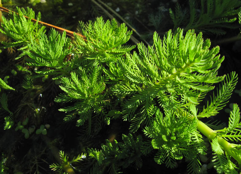 Myriophylle1