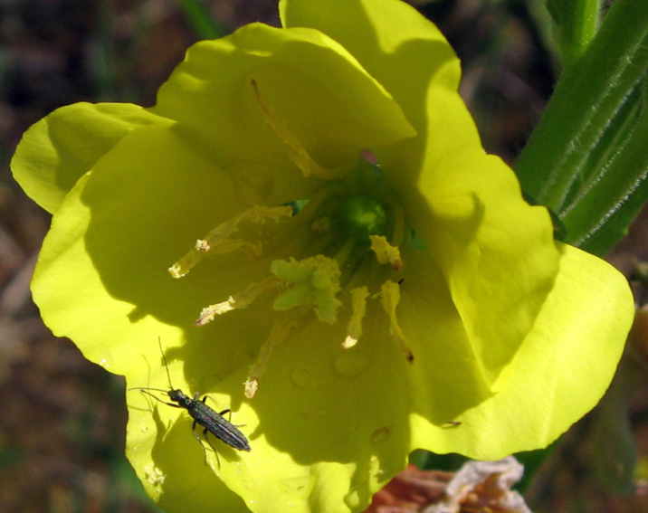 Oenothera2