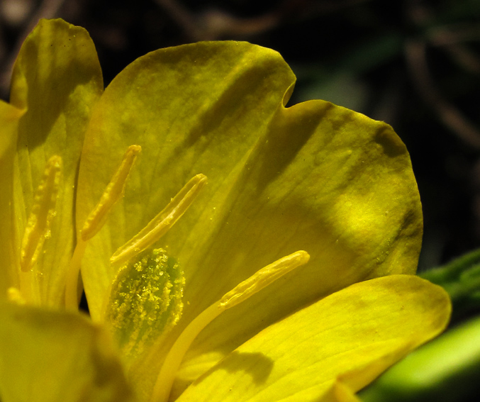 Oenothera1c