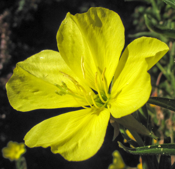 Oenothera1d