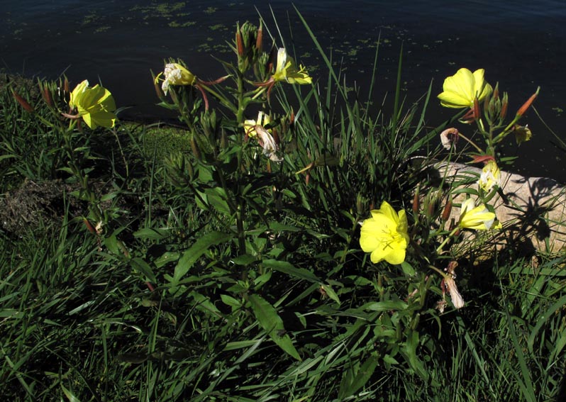 Oenothera0