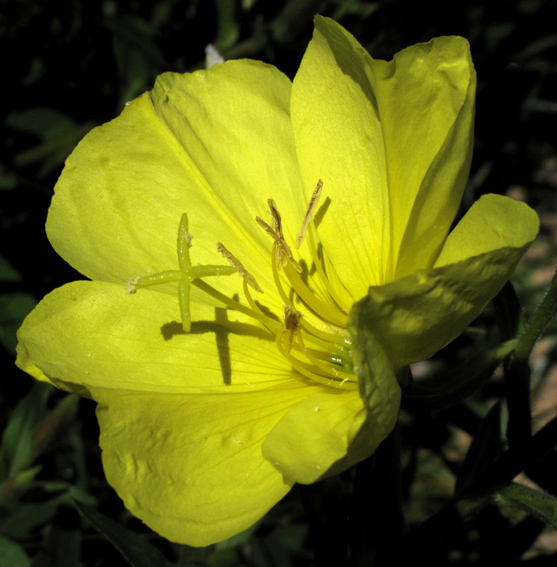 Oenothera0b