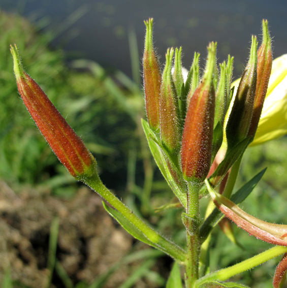 Oenothera0c