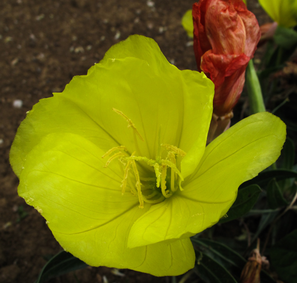 Oenothera7