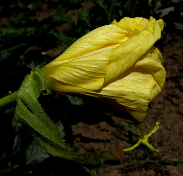 Oenothera4