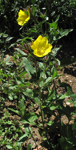 Oenothera5