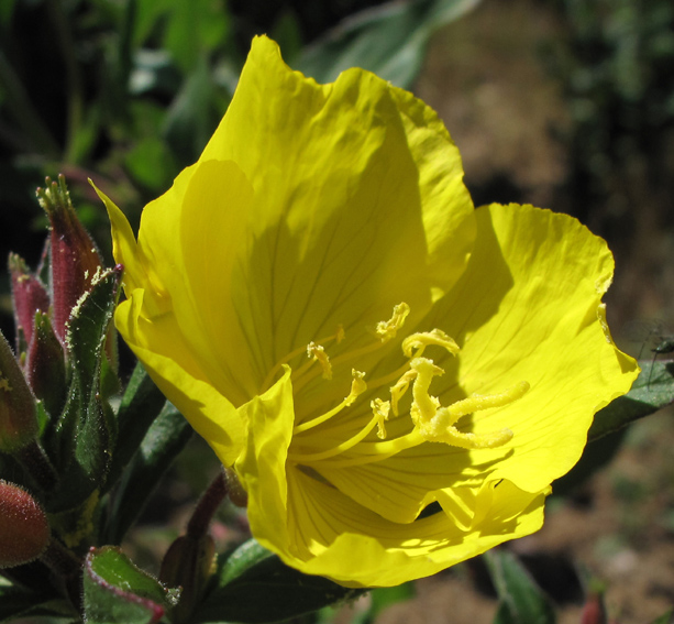 Oenothera6