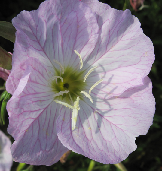 Oenothera10