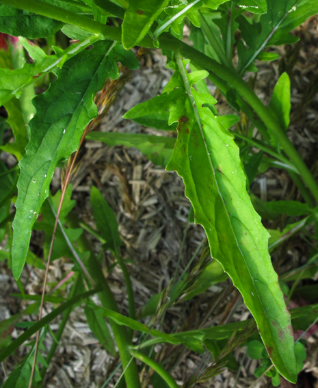 Oenothera9