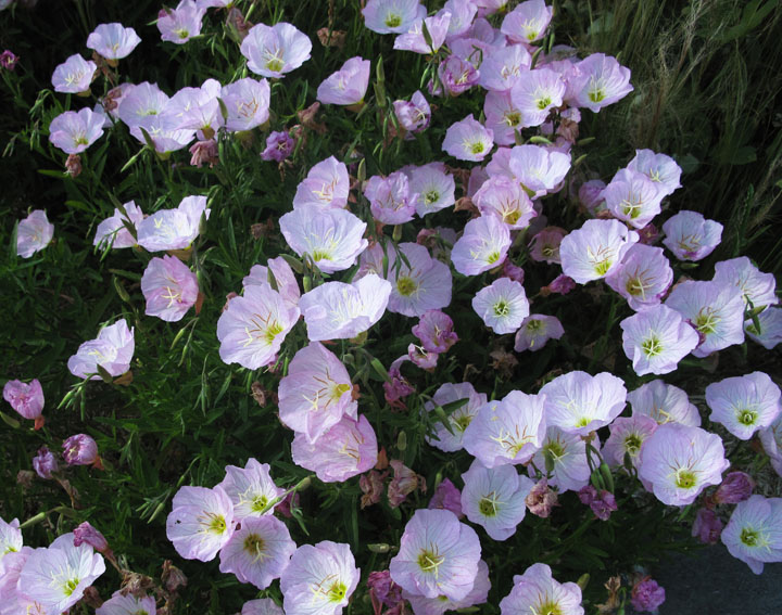 Oenothera8