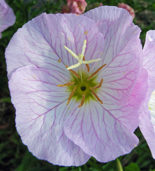 Oenothera11