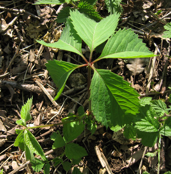 Pathenocissus1