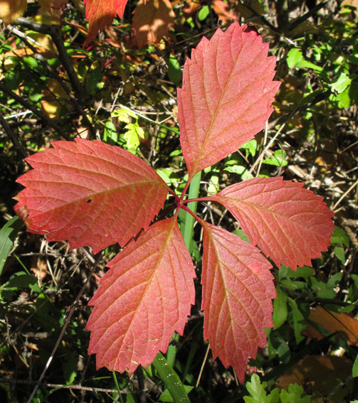 Parthenocissus5