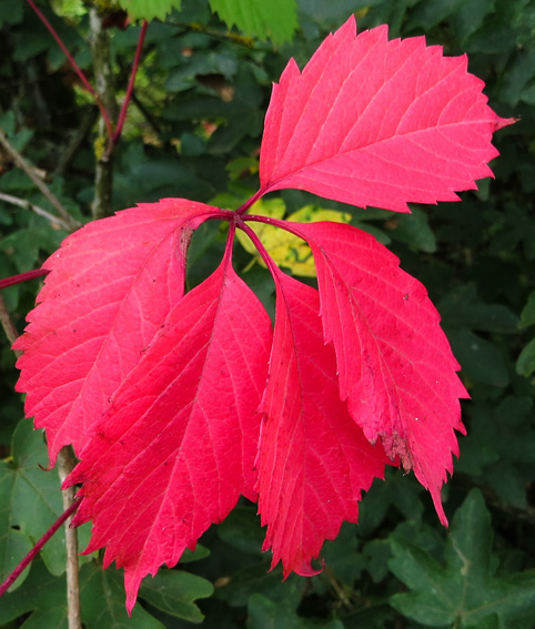 Parthenocissus10