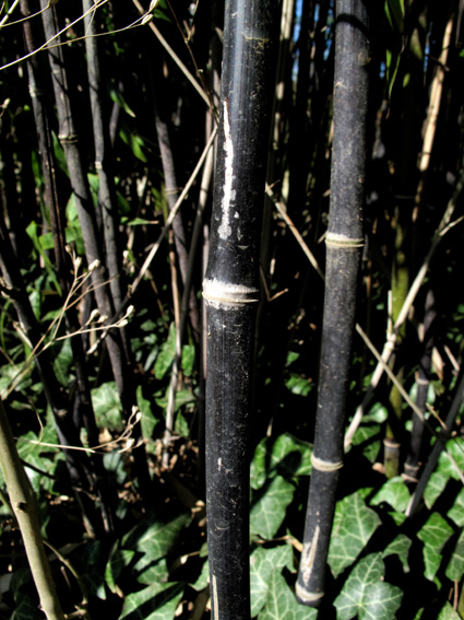 Phyllostachys4