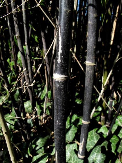 Phyllostachys4