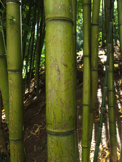 Phyllostachys6