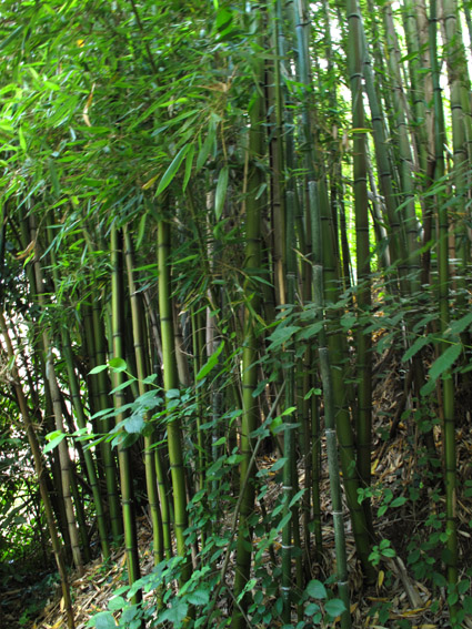 Phyllostachys5