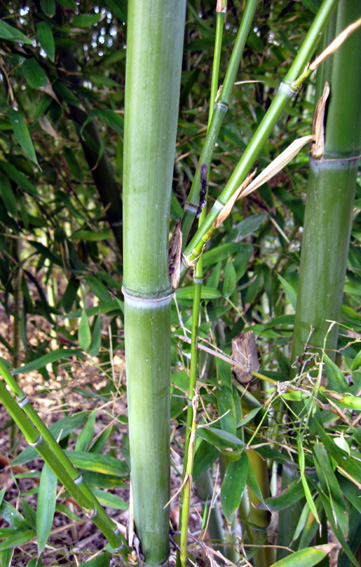 Phyllostachys2