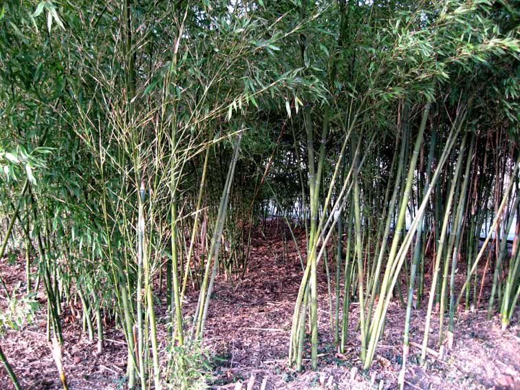 Phyllostachys1