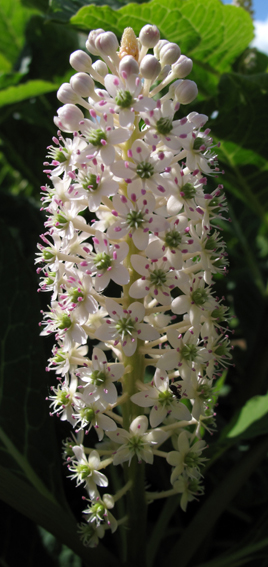 Phytolacca2