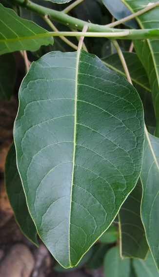 Phytolacca10