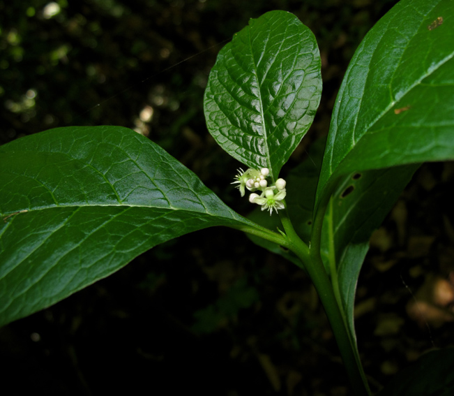 Phytolacca5