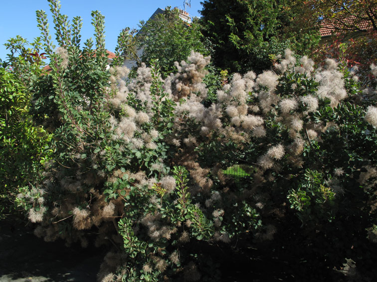 Cotinus1