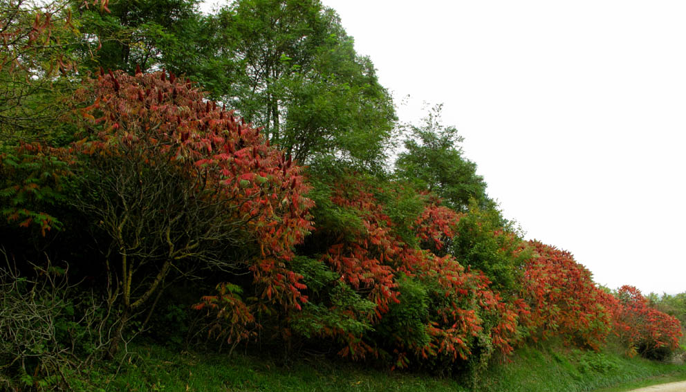 Rhus5