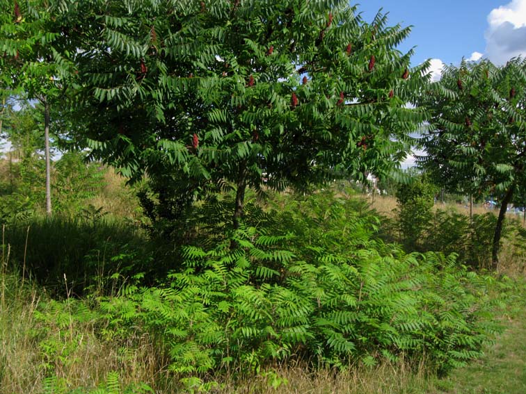 Rhus3a