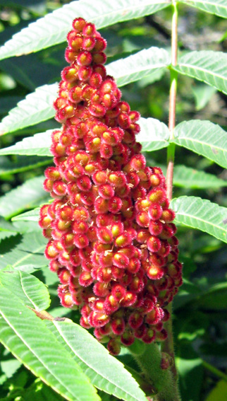 Rhus2