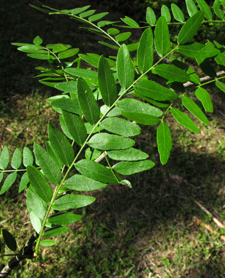 Gleditsia2