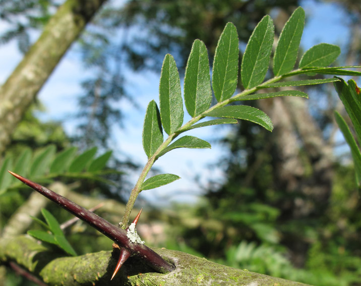 Gleditsia9