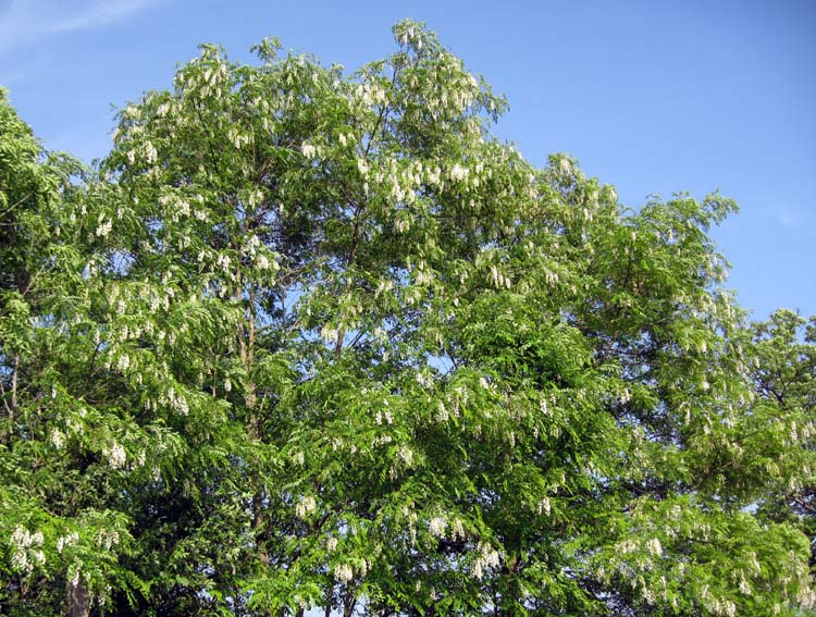 Robinia2