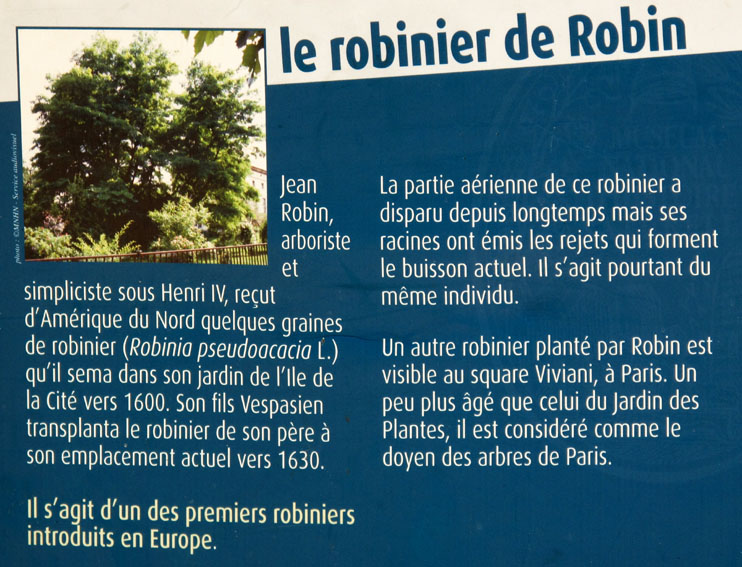 Robinia5a