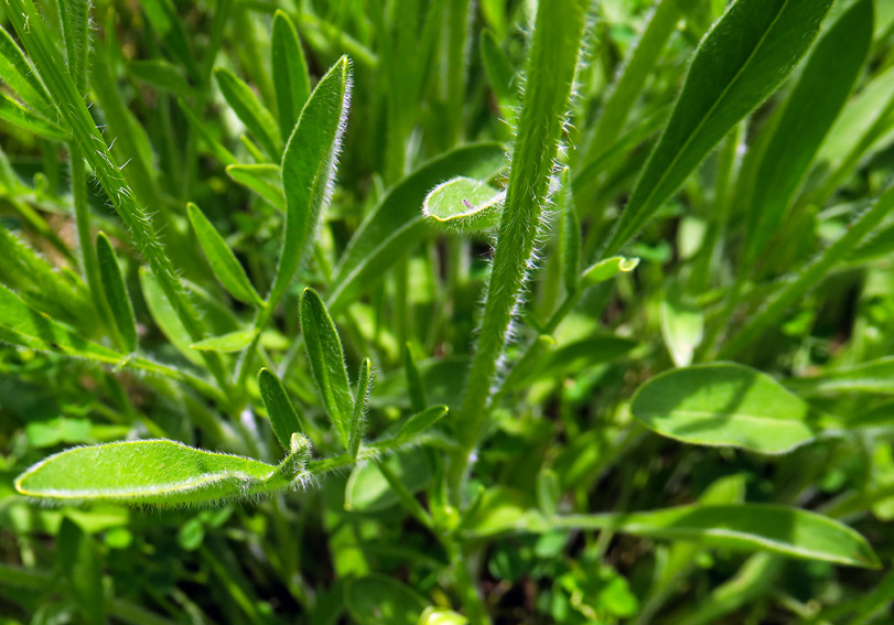 Coreopsis10b