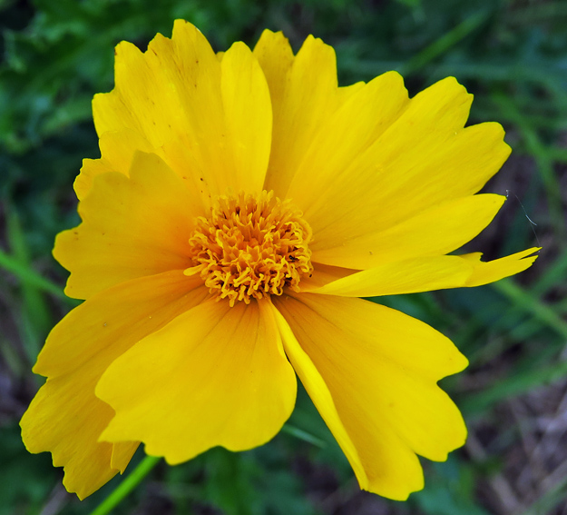 Coreopsis10g