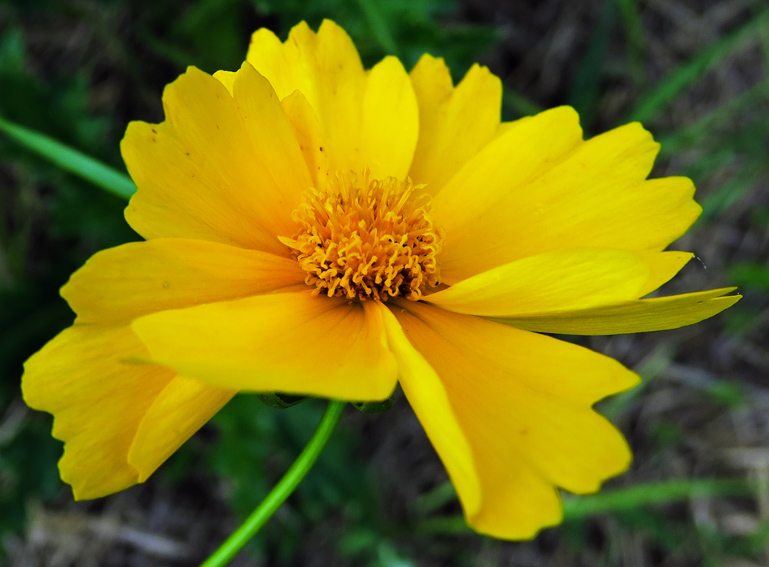 Coreopsis10h