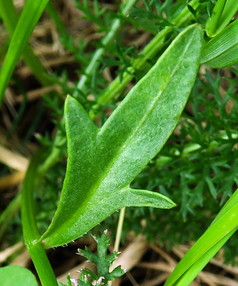 Coreopsis10c