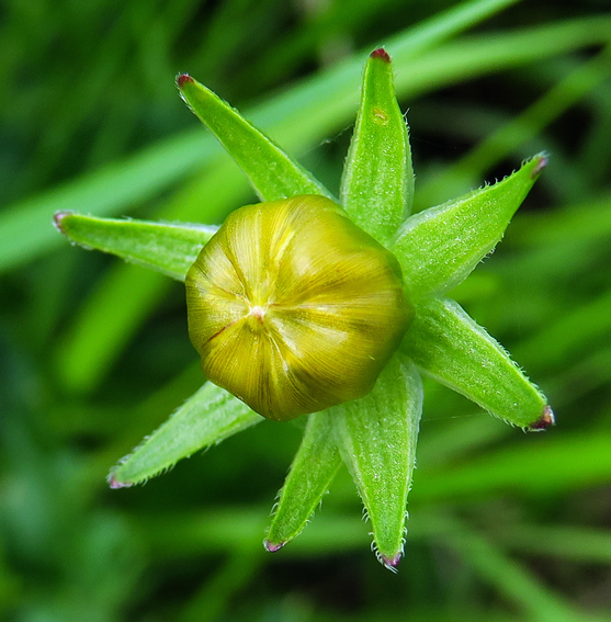 Coreopsis10f